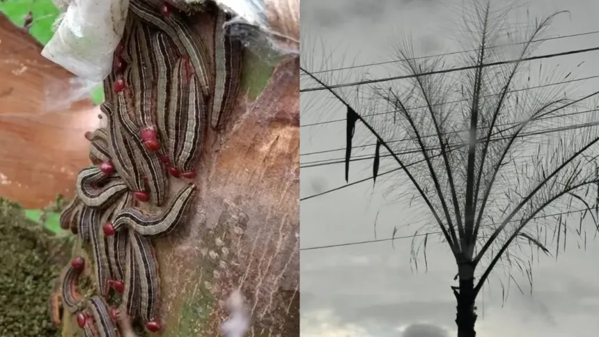 infestacao-de-lagartas-em-coqueiros-preocupa-moradores-do-goiania-2