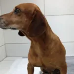 goiania:-mulher-que-jogou-liquido-quente-em-cao-e-indiciada-por-maus-tratos