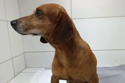 goiania:-mulher-que-jogou-liquido-quente-em-cao-e-indiciada-por-maus-tratos