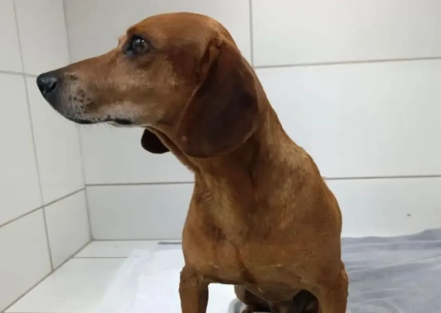 goiania:-mulher-que-jogou-liquido-quente-em-cao-e-indiciada-por-maus-tratos