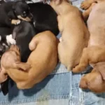 policia-identifica-venda-ilegal-de-mais-de-100-animais-na-feira-da-lua,-em-goiania