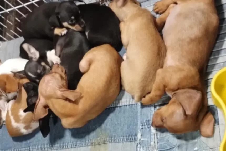 policia-identifica-venda-ilegal-de-mais-de-100-animais-na-feira-da-lua,-em-goiania