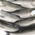 vigilancia-sanitaria-orienta-sobre-compra-de-pescado-na-semana-santa