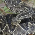 caminhada-termina-em-hospital-apos-picada-de-cascavel-em-formosa