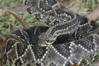 caminhada-termina-em-hospital-apos-picada-de-cascavel-em-formosa