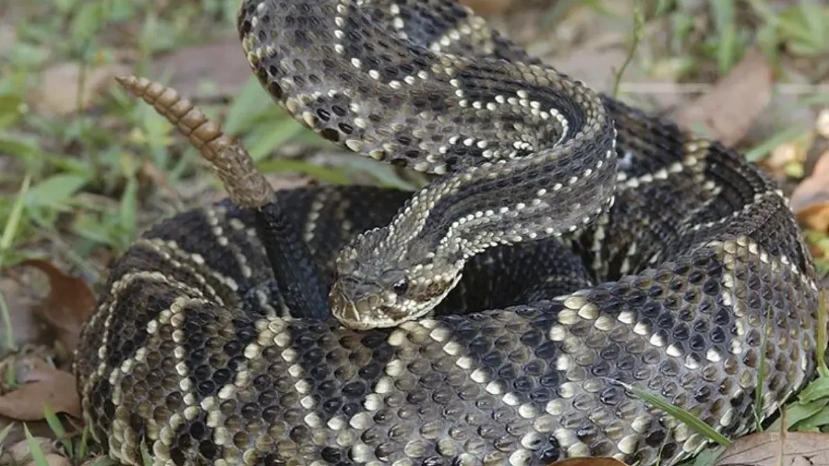 caminhada-termina-em-hospital-apos-picada-de-cascavel-em-formosa