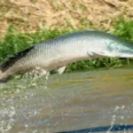 regras-para-pesca-do-pirarucu-mudam-em-goias;-veja-detalhes