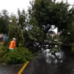 quedas-de-arvores-e-fiacao-exposta-marcam-inicio-de-abril-em-tarde-de-temporal-em-goiania