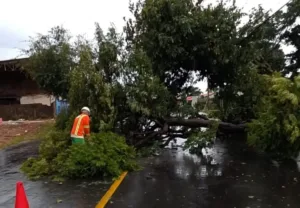 quedas-de-arvores-e-fiacao-exposta-marcam-inicio-de-abril-em-tarde-de-temporal-em-goiania