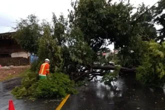 quedas-de-arvores-e-fiacao-exposta-marcam-inicio-de-abril-em-tarde-de-temporal-em-goiania