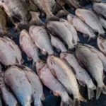 peixe-na-sexta-feira-santa-e-tradicao,-nao-obrigacao;-veja-o-que-a-igreja-realmente-determina