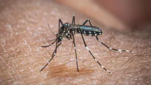 chikungunya:-ministro-classifica-como-critica-situacao-em-dourados