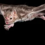 ms:-campo-grande-confirma-5-casos-de-raiva-em-morcegos