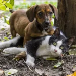 divorcio-com-pet:-senado-aprova-guarda-compartilhada-e-divisao-de-despesas-para-animais