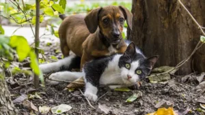 divorcio-com-pet:-senado-aprova-guarda-compartilhada-e-divisao-de-despesas-para-animais