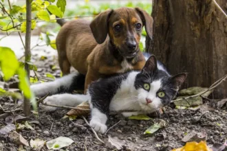 divorcio-com-pet:-senado-aprova-guarda-compartilhada-e-divisao-de-despesas-para-animais