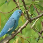 periquito-azul:-entenda-mutacao-rara-de-ave-encontrada-no-tocantins