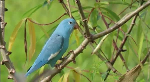periquito-azul:-entenda-mutacao-rara-de-ave-encontrada-no-tocantins