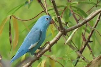periquito-azul:-entenda-mutacao-rara-de-ave-encontrada-no-tocantins
