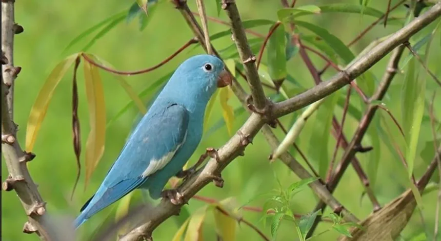 periquito-azul:-entenda-mutacao-rara-de-ave-encontrada-no-tocantins