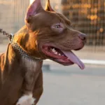 crianca-de-9-anos-e-atacada-por-pitbull-na-zona-rural-de-campos-belos