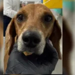 cachorro-queimado-com-liquido-quente-recebe-alta-apos-quase-um-mes-de-tratamento-em-goiania