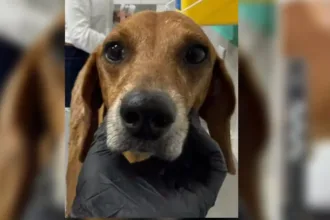 cachorro-queimado-com-liquido-quente-recebe-alta-apos-quase-um-mes-de-tratamento-em-goiania