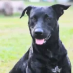 ‘docil-e-brincalhao’:-cachorro-morto-por-bombeiro-era-alimentado-por-moradores-em-goiania