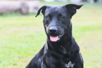 ‘docil-e-brincalhao’:-cachorro-morto-por-bombeiro-era-alimentado-por-moradores-em-goiania