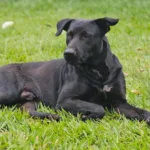 vizinhos-contestam-bombeiros-e-dizem-que-‘brutus’,-cao-morto-por-bombeiros,-nao-tinha-nada-de-bruto