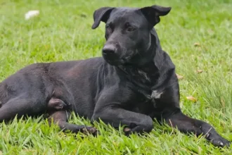 apos-morte-de-brutus,-internautas-cobram-corpo-de-bombeiros-nas-redes-sociais;-corporacao-rebate