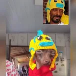 goiana-viraliza-apos-snoop-dogg-repostar-look-de-pinscher-inspirado-no-rapper