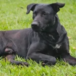 protetores-marcam-manifestacao-para-pedir-justica-por-cao-brutus-em-goiania