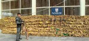 quase-50-toneladas-de-maconha-sao-encontradas-em-operacao-da-pm-na-mare-com-auxilio-de-caes-farejadores-–-o-globo