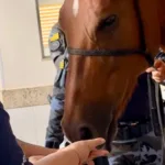 visita-de-egua-em-hospital-emociona-pacientes-em-aparecida-de-goiania