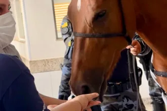 visita-de-egua-em-hospital-emociona-pacientes-em-aparecida-de-goiania