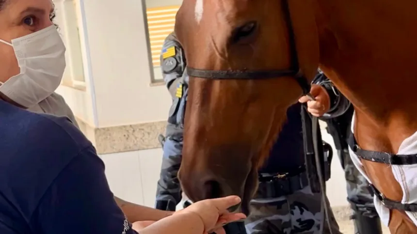 visita-de-egua-em-hospital-emociona-pacientes-em-aparecida-de-goiania