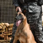 cao-hulk-fareja-bunker-com-48-toneladas-de-maconha-no-rio-de-janeiro