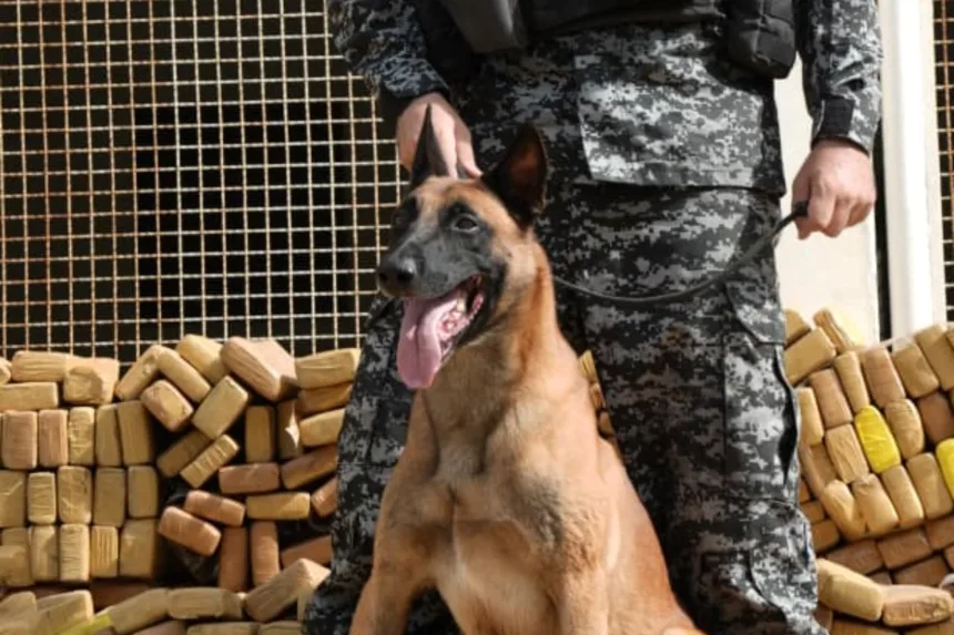 cao-hulk-fareja-bunker-com-48-toneladas-de-maconha-no-rio-de-janeiro
