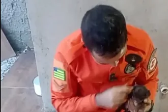 socorristas-usam-tecnica-de-“pesca”-para-icar-filhote-de-cachorro-de-fossa-em-cidade-ocidental