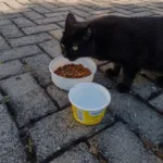 ‘direito-a-vida-nao-pode-ser-relativizado’:-defesa-recorrera-ao-stj-para-manter-cuidados-a-gatos-comunitarios-em-goiania