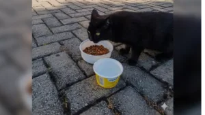 ‘direito-a-vida-nao-pode-ser-relativizado’:-defesa-recorrera-ao-stj-para-manter-cuidados-a-gatos-comunitarios-em-goiania