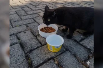 ‘direito-a-vida-nao-pode-ser-relativizado’:-defesa-recorrera-ao-stj-para-manter-cuidados-a-gatos-comunitarios-em-goiania
