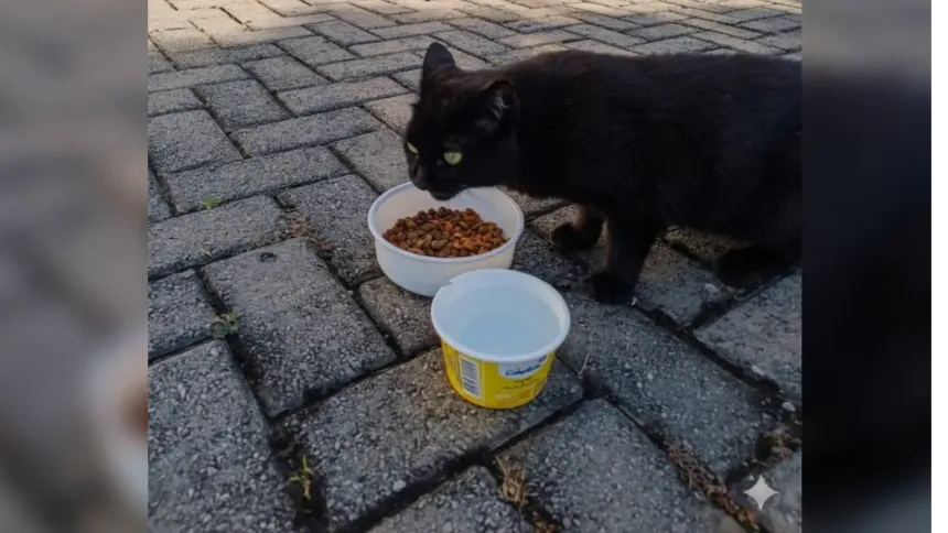 ‘direito-a-vida-nao-pode-ser-relativizado’:-defesa-recorrera-ao-stj-para-manter-cuidados-a-gatos-comunitarios-em-goiania