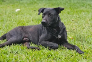 ‘usou-o-unico-meio-que-tinha-para-se-defender’,-diz-defesa-de-bombeiro-que-atirou-em-cachorro-em-goiania