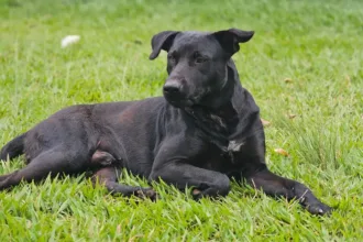 ‘usou-o-unico-meio-que-tinha-para-se-defender’,-diz-defesa-de-bombeiro-que-atirou-em-cachorro-em-goiania