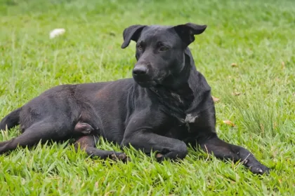 ‘usou-o-unico-meio-que-tinha-para-se-defender’,-diz-defesa-de-bombeiro-que-atirou-em-cachorro-em-goiania