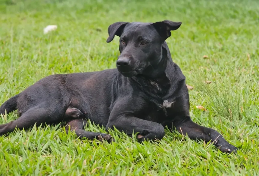 ‘usou-o-unico-meio-que-tinha-para-se-defender’,-diz-defesa-de-bombeiro-que-atirou-em-cachorro-em-goiania