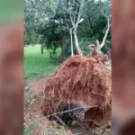 arborizacao-antiga:-amma-explica-por-que-arvores-de-goiania-nao-suportam-temporais