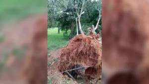 arborizacao-antiga:-amma-explica-por-que-arvores-de-goiania-nao-suportam-temporais